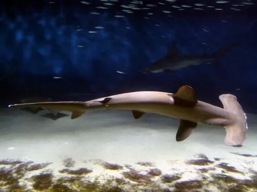 Tiburón martillo, en lista de especies en ‘peligro crítico de extinción’