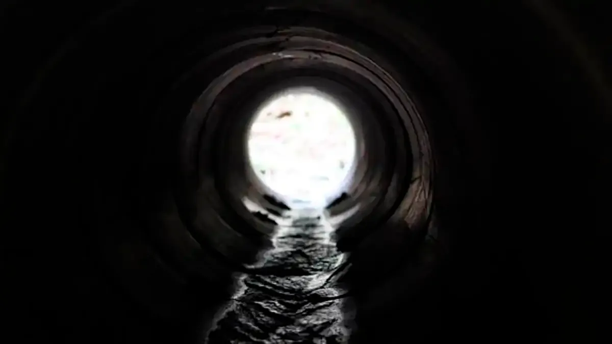 cloaca