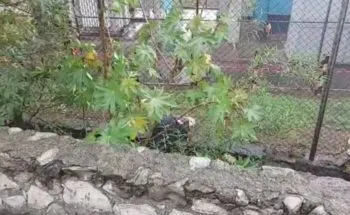 Encuentran hombre muerto entre malla de empresa química en Puebla