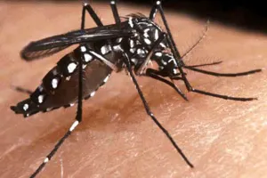 Reduce Puebla en 50 por ciento la incidencia de dengue