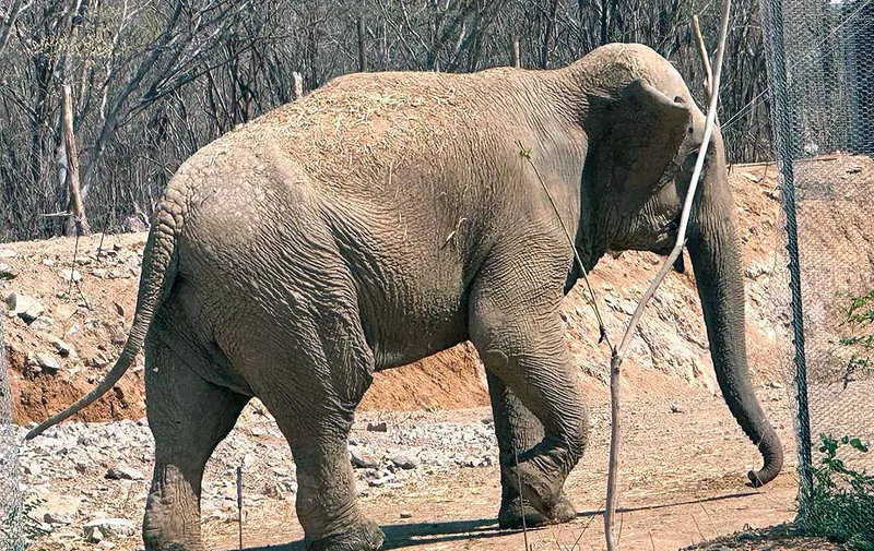 santuario-ostok-elefante