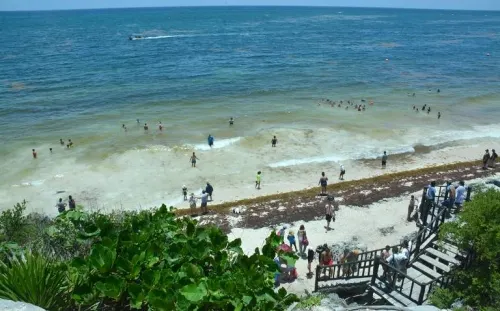 Disminuye cantidad de sargazo en Quintana Roo por condiciones climáticas