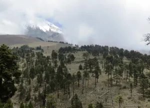 Recuperan bosque en Pico de Orizaba