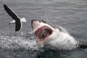 Tiburón arrebata la vida a surfista japonés en costas de Australia