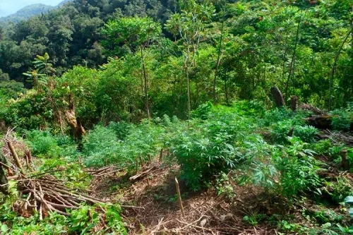 Ejército detectó y destruyó 8 plantíos de marihuana en 10 días en la Mixteca Poblana