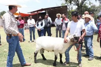 Con acompañamiento técnico, SDR impulsa producción de ovinos en región Zacatlán