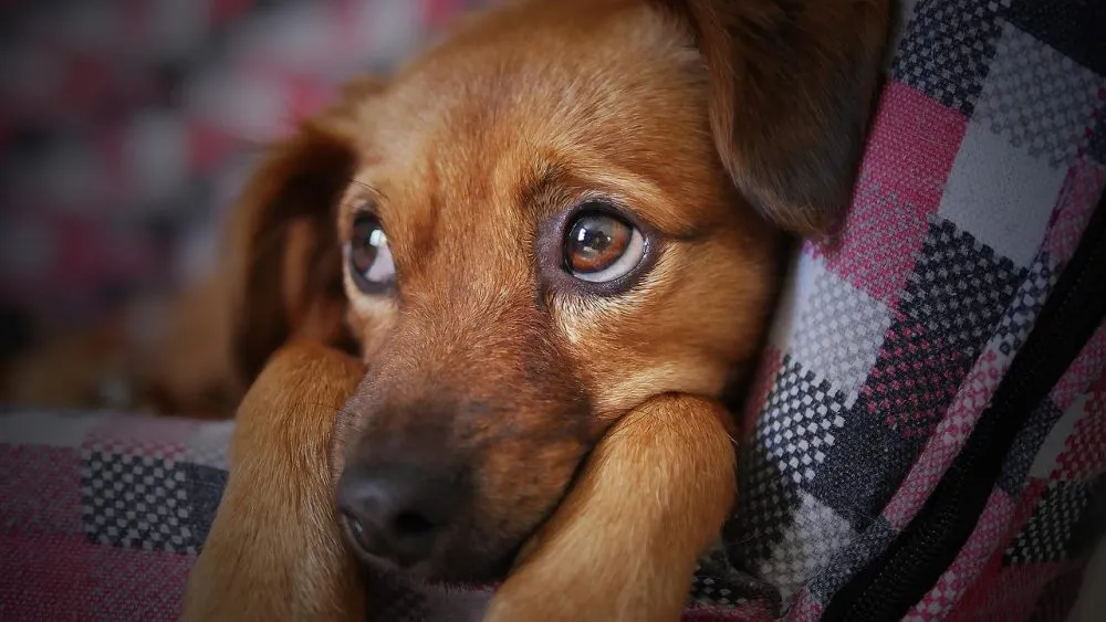 Jornada de esterilización