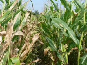 Hongo norteño afecta drásticamente milpas de Puebla