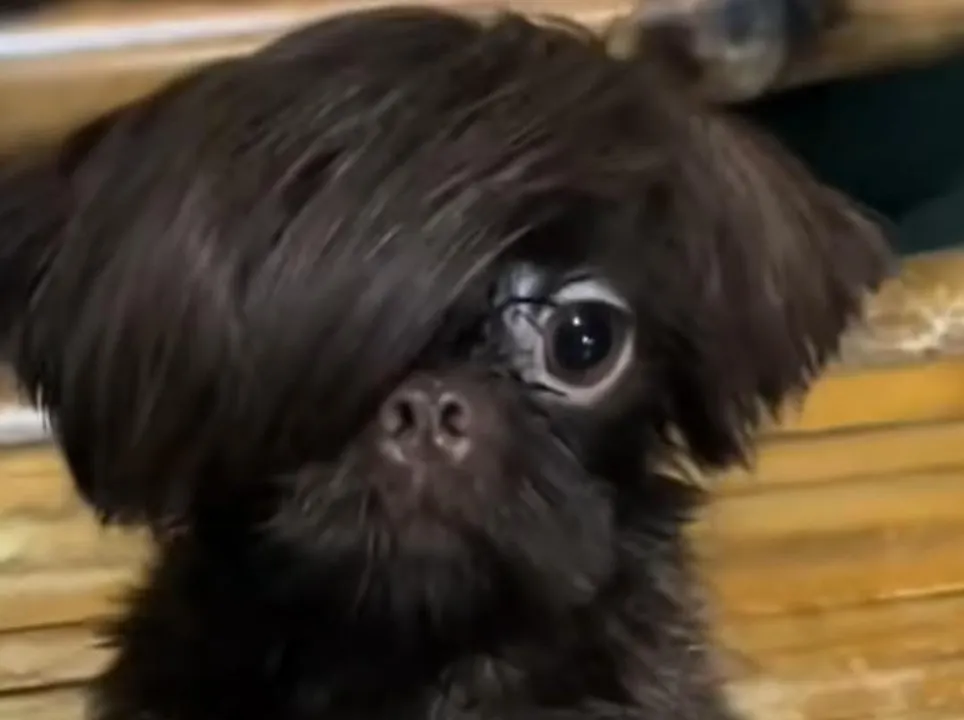 Perrito em