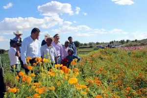 Estado, primer productor nacional de flor de cempasúchil