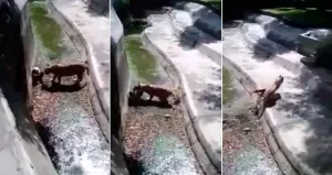 Tigre se come a turistas en zoológico