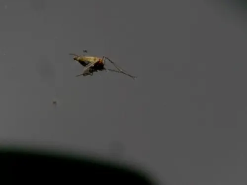 Reporta Hidalgo 399 casos de dengue y una defunción