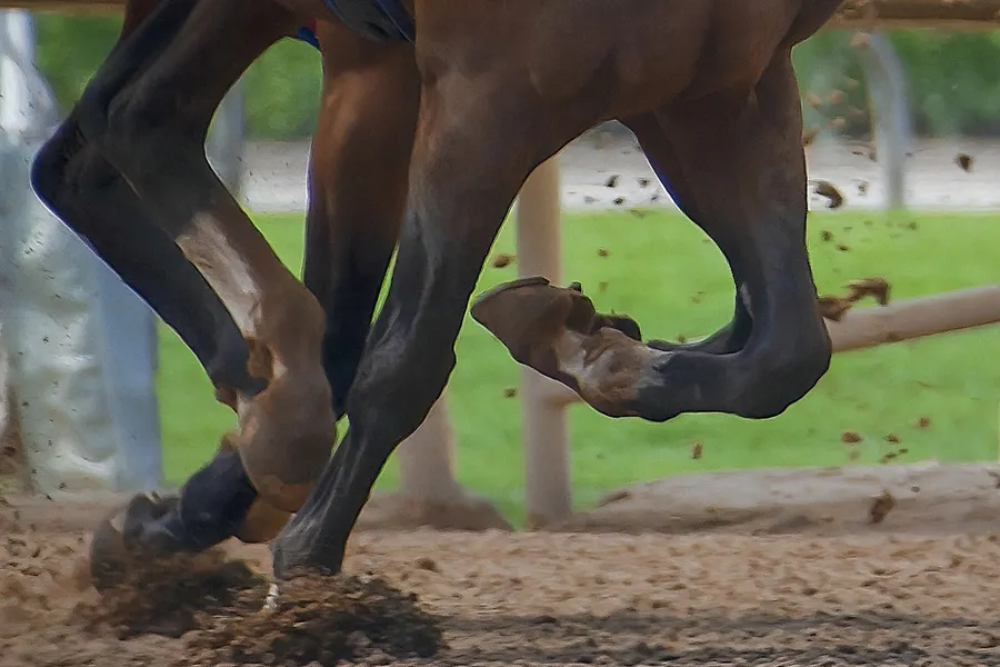 Carrera De Caballos
