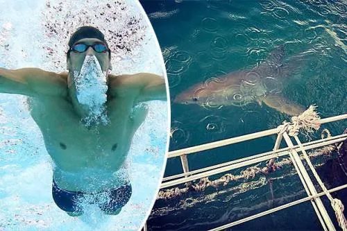 Michael Phelps perdió su duelo con un tiburón (video)