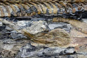 Descubren primera cola articulada de dinosaurio en Coahuila