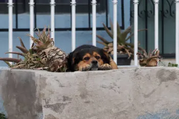 Reportan otro caso de maltrato animal, esta vez en San Pablo Xochimehuacan