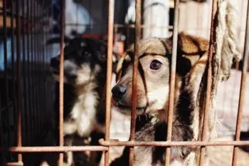 Denuncian alarmante incremento de crueldad animal en municipios de Puebla