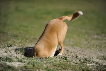 Perrito callejero desenterró de una barranca una cabeza y una mano, en la Miguel Hidalgo