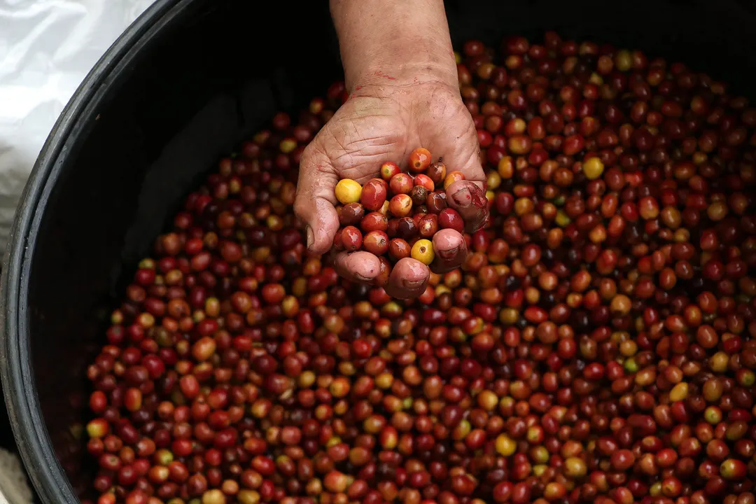 Realiza SDR catación “Calidad en Taza” para mostrar mejores cafés de Puebla