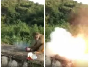 Se busca a los autores de una cruel broma explosiva a mono