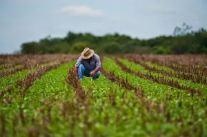 Exportación agrícola mexicana no resentirá triunfo de Trump