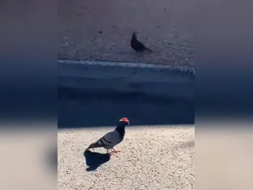 Alguien les ha puesto sombreros a palomas en Las Vegas y todos enloquecen