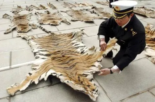 China autoriza comerciar productos de tigres y rinocerontes