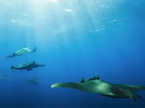 Mantas de espina, en peligro de extinción