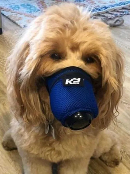 Mascarillas para proteger mascotas del coronavirus…¡son un éxito!