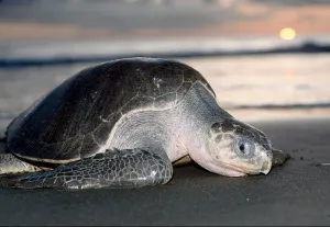 En 2013 se han liberado en México a 470 mil tortugas golfinas