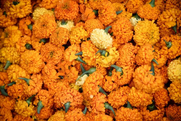 Vive la Ruta de las Mil Flores