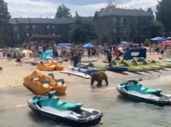Enorme oso negro sorprende a bañistas en playa de Lake Tahoe, California