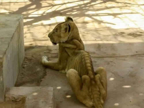 Fotos de leones esqueléticos sacuden a las redes sociales