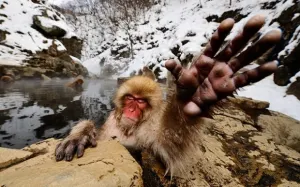 Macacos japoneses un ejemplo de evolución