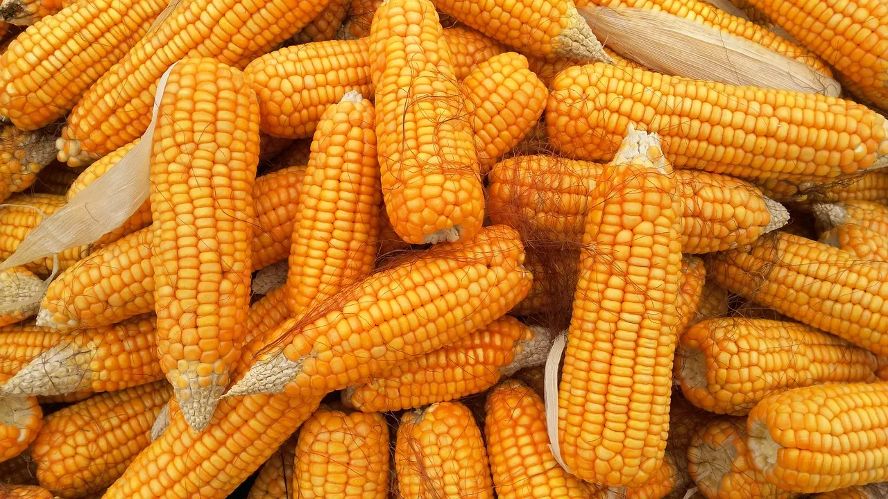 Maíz