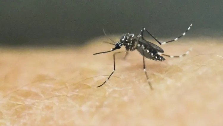 Al menos 35 personas dieron positivo a dengue en las últimas 24 horas en Puebla