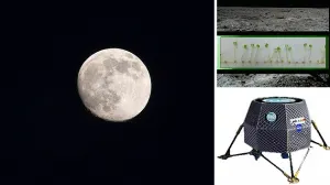 Cultivar plantas en la luna el siguiente paso de la NASA