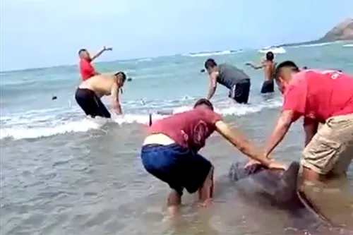 Pescadores salvan a cuatro delfines varados en la playa