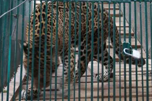 Profepa y Gobierno construirá nuevo zoológico en Tehuacán