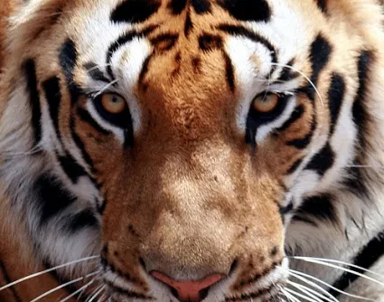 Un tigre atacó a una niña de diez años en Iztapalapa