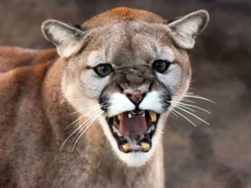 2 pumas atacan a niño de 7 años en Canadá