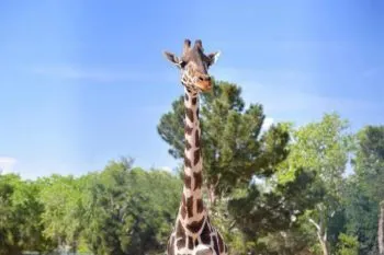 Visita a Benito en Africam Safari o disfruta de las actividades culturales que te ofrece la ciudad de Puebla