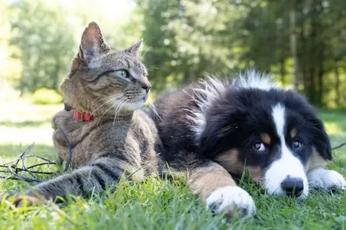 Cuautlancingo fortalece la protección animal con nuevas acciones y sanciones