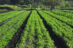 En septiembre se reestablecería exportación de cilantro a EEUU