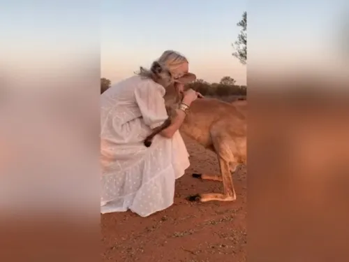 El tierno abrazo de un canguro a voluntarios que lo rescataron