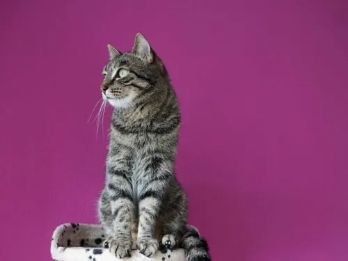 Hicieron fiesta de cumpleaños al gato…15 invitados se contagiaron de covid
