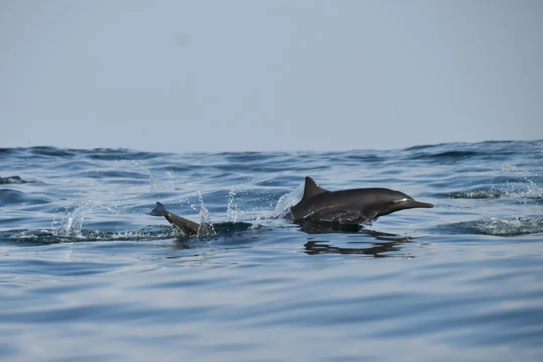 delfin