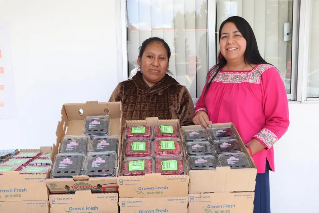 La Secretaría de Desarrollo Rural (SDR), impulsa la promoción de frambuesas y zarzamoras producidas en la junta auxiliar de San Miguel Espejo