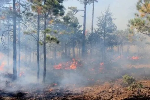 Ningún incendio forestal activo en el estado