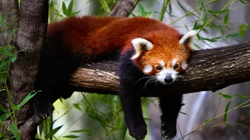 El mundo perdió casi 70% de la fauna salvaje desde 1970, advierte WWF